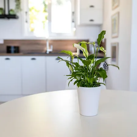 Beachfront Alexandra